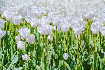 Image showing Tulips