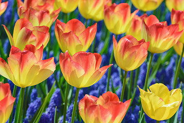 Image showing Tulips