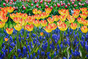 Image showing Tulips