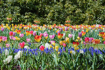 Image showing Tulips