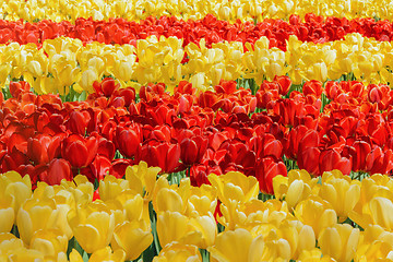 Image showing Tulips