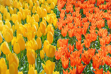 Image showing Tulips