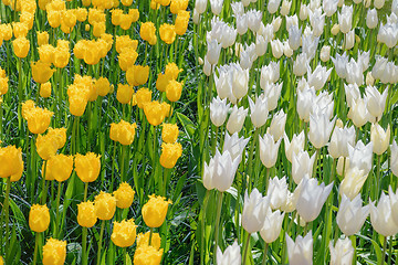 Image showing Tulips