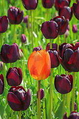 Image showing Tulips