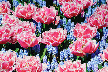 Image showing Tulips