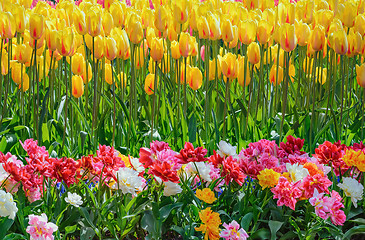 Image showing Tulips