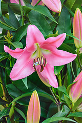 Image showing Lilium