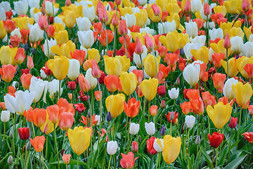 Image showing Tulips