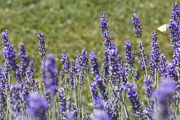 Image showing Lavender Flovers