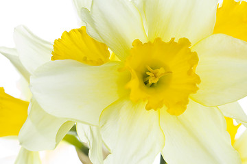 Image showing Daffodil Flower Closeup
