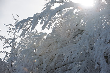 Image showing fresh snow on branches