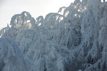 Image showing fresh snow on branches