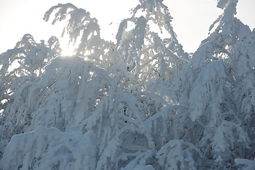 Image showing fresh snow on branches