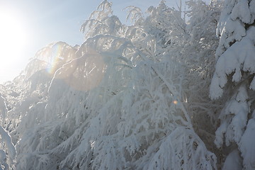 Image showing fresh snow on branches