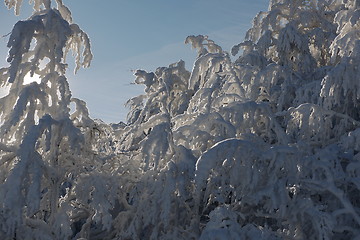 Image showing fresh snow on branches