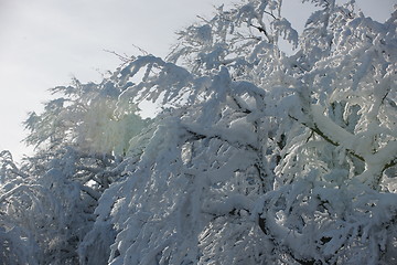 Image showing fresh snow on branches