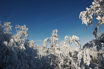 Image showing fresh snow on branches