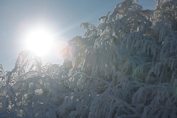 Image showing fresh snow on branches