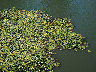 Image showing Water lily flower