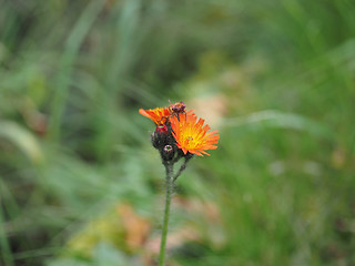 Image showing Orange daisy flower selective focus