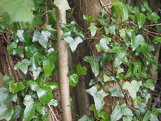 Image showing Ivy plant background