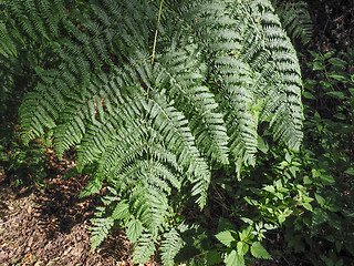 Image showing Green fern plant