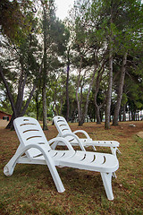 Image showing loungers in the pine grove