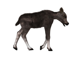 Image showing Caribou Calf