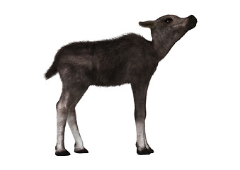 Image showing Caribou Calf