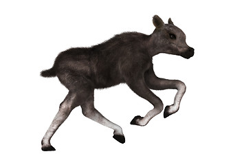 Image showing Caribou Calf