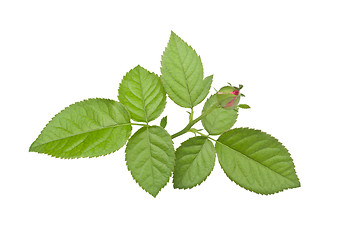 Image showing Branch of green leaves