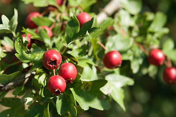 Image showing dog-rose fruits
