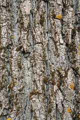 Image showing bark detail