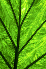 Image showing abstract leaf and his veins background  macro close 