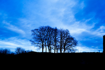 Image showing Group of Trees