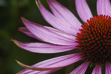 Image showing echinae purpurea