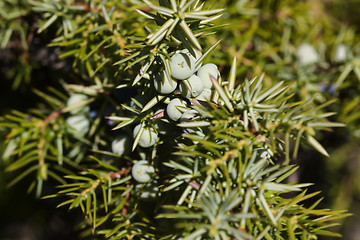 Image showing juniper