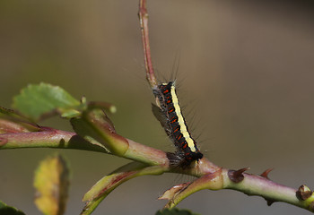 Image showing caterpillar