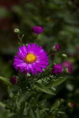 Image showing aster