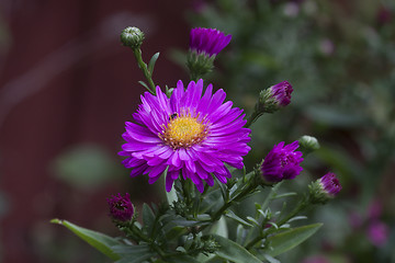 Image showing new england aster