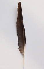 Image showing Black Crow bird feather