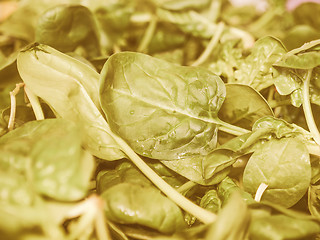 Image showing Retro looking Spinach leaves