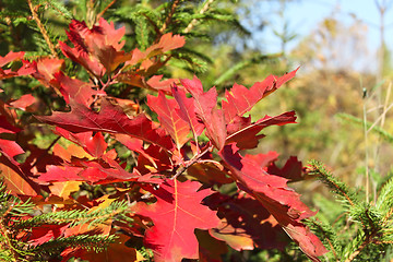 Image showing Bright red oak leaves in autumn season