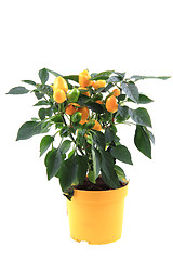 Image showing chili plant yellow isolated\r\n