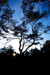 Image showing Pine Tree Silhouette