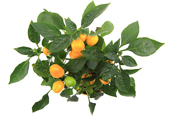 Image showing chili plant yellow isolated\r\n