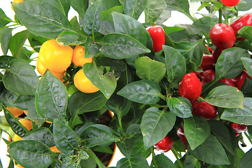 Image showing red and yellow chili plant isolated 