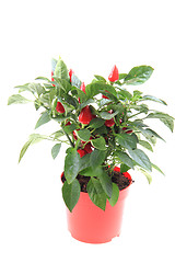 Image showing red chili plant isolated 