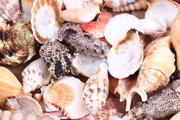 Image showing sea shells background