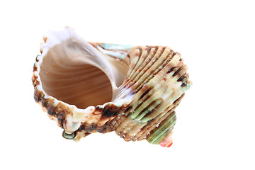 Image showing sea shell isolated